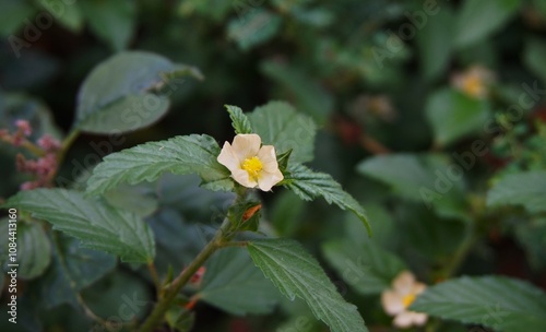 Prickly malvastrum, this plant grows wild in gardens, with beautiful white flowers. photo