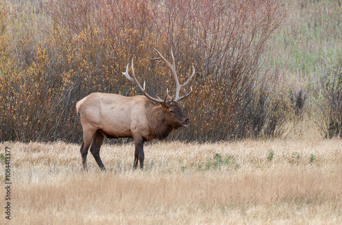 Wallpaper Mural Bull Elk During the Rut in Yellowstone National Park Wyoming in Autumn Torontodigital.ca