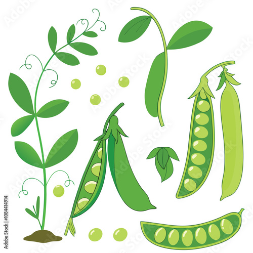 Organic Green Peas Collection.Healthy Green Pea Pod and Leaves Set for Agriculture Art