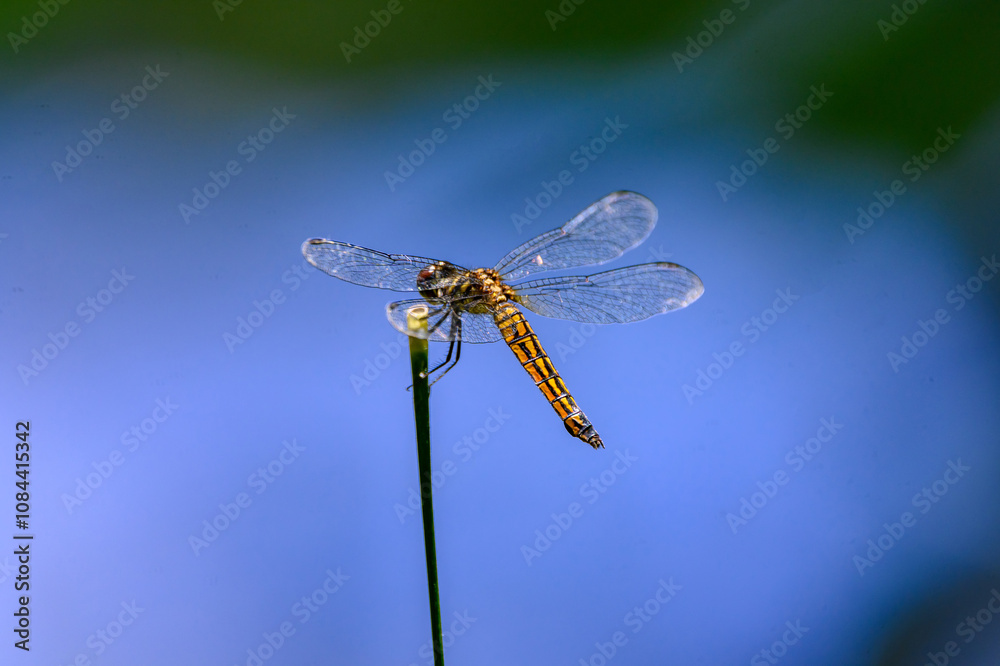 dragonfly on a branch dragonfly on a branch