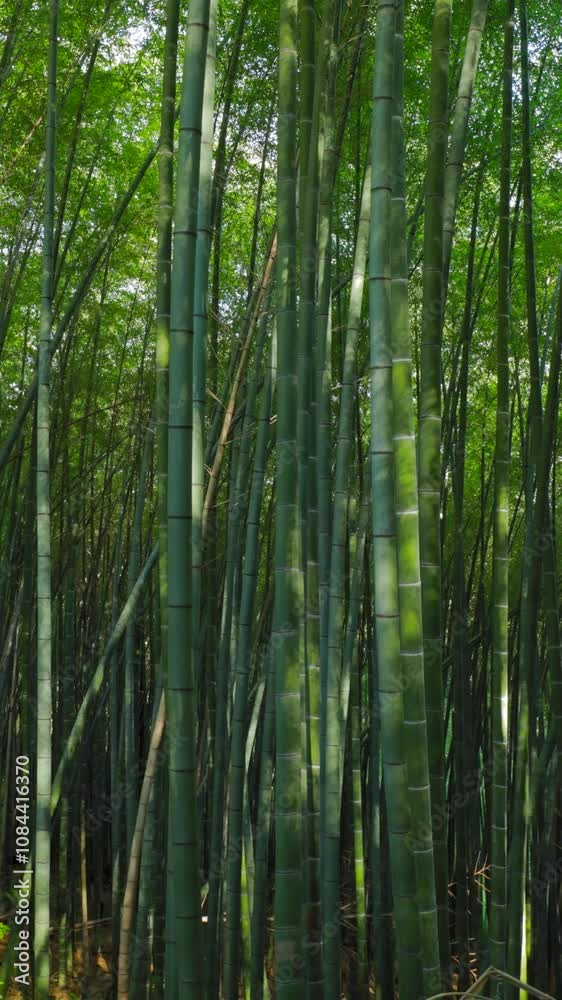 Timelapse In Bamboo Grove. Lights And Shadows Fast Movement. Beautiful Landscape. Bright Green Colors. Timelapse, Time-lapse Timelapse In Bamboo Grove. Lights And Shadows Fast Movement. Beautiful Landscape. Bright Green Colors. Timelapse, Time-lapse