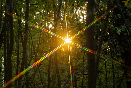 Spectra of the setting sun.
When light passes through the crown of a tree, patterns are formed.
