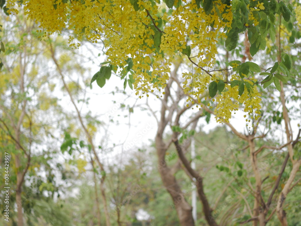 Blooming yellow flowers nature park photography outdoor close-up serenity Blooming yellow flowers nature park photography outdoor close-up serenity