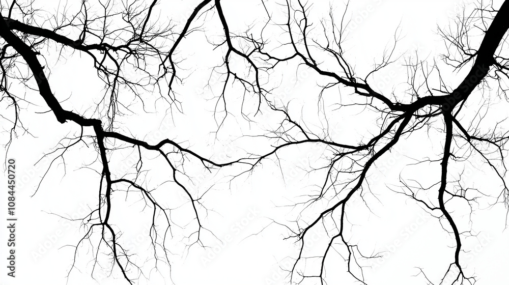 Obraz premium Stark Beauty: A Study in Bare Branches