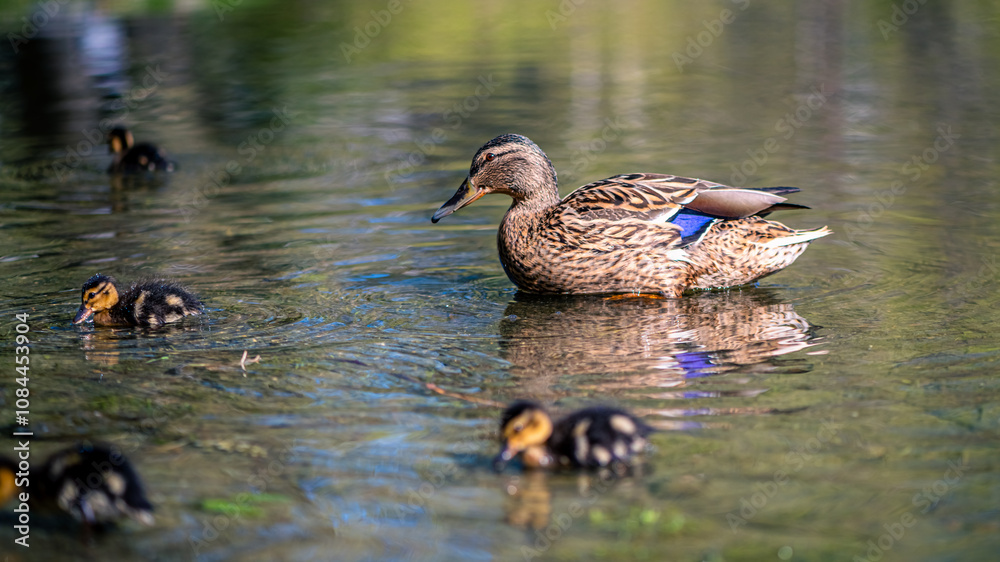 mother duck swims on the lake with her little cute ducklings, spring, summer, bird life mother duck swims on the lake with her little cute ducklings, spring, summer, bird life