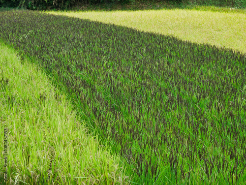 日本の田園風景：収穫前の稲の模様