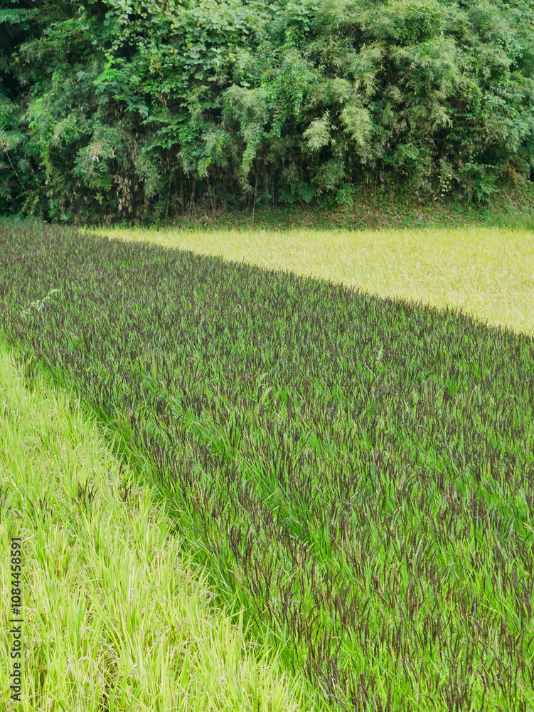 日本の田園風景:収穫前の稲の模様