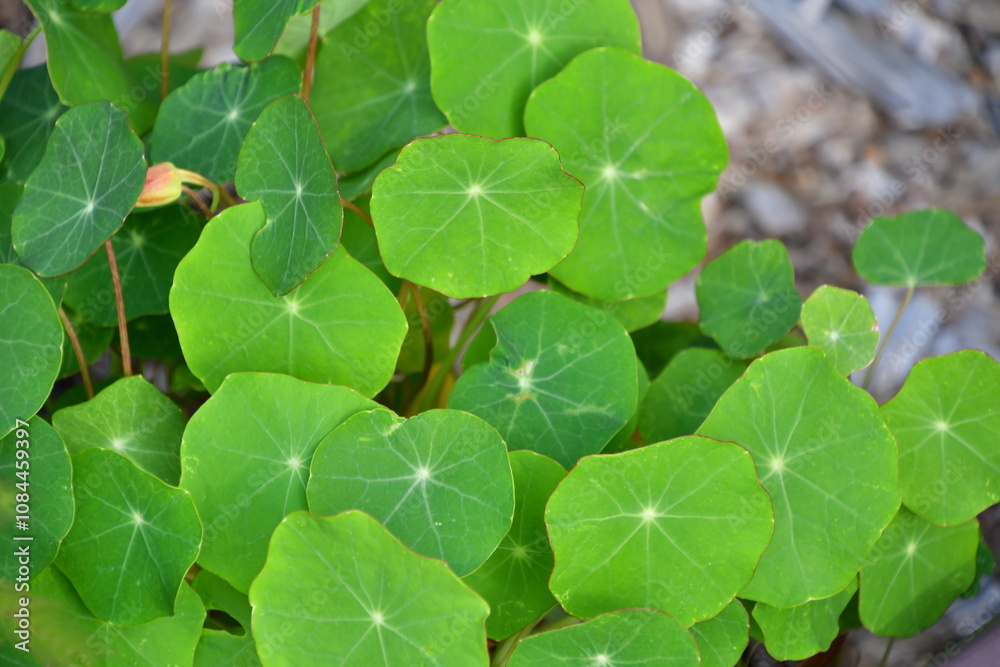 Obraz premium Green Leaves on a Plant