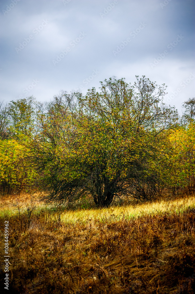 Fototapeta premium A large tree with yellow foliage growing on a hill with orange tarva wet from the morning rain against a grey sky