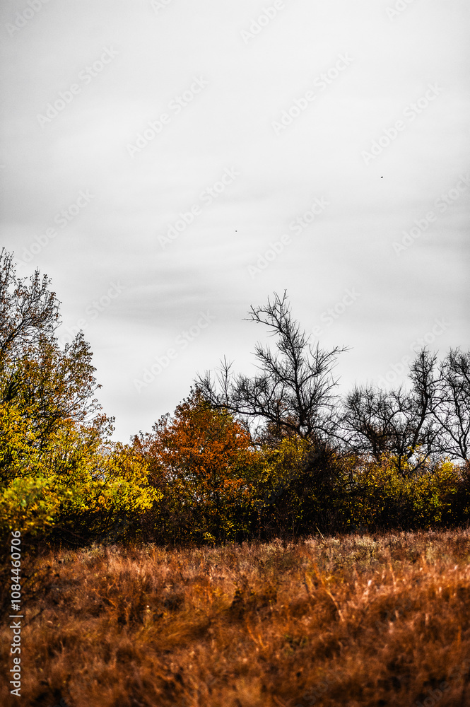 Fototapeta premium a hill with orange wet grass, on which grow bushes with orange foliage, against the background of large trees, against the background of a gray sky with an elongated cloud, in the morning