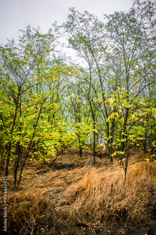 autumn forest with acacia, with yellow-cracked leaves, with meadows with yellow wet grass in the foreground, against the background of a gray sky with clouds, during a light morning rain autumn forest with acacia, with yellow-cracked leaves, with meadows with yellow wet grass in the foreground, against the background of a gray sky with clouds, during a light morning rain