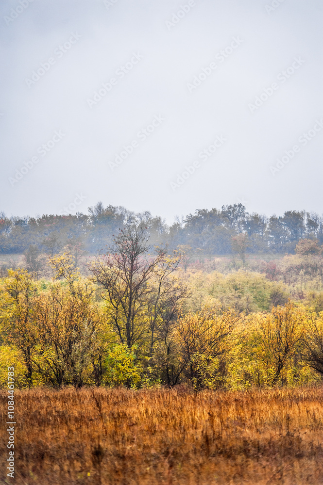 Fields of yellow grass wet from rain with trees with orange and yellow foliage against the background of dense forest and grey sky during rainy dawn Fields of yellow grass wet from rain with trees with orange and yellow foliage against the background of dense forest and grey sky during rainy dawn