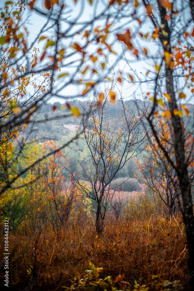 Fields of yellow grass wet from rain with trees with orange and yellow foliage against the background of dense forest and grey sky during rainy dawn Fields of yellow grass wet from rain with trees with orange and yellow foliage against the background of dense forest and grey sky during rainy dawn