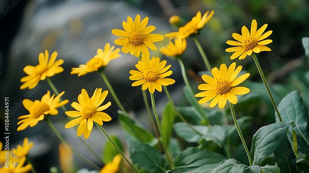 Obraz premium Yellow daisy flowers in the garden. Shallow depth of field