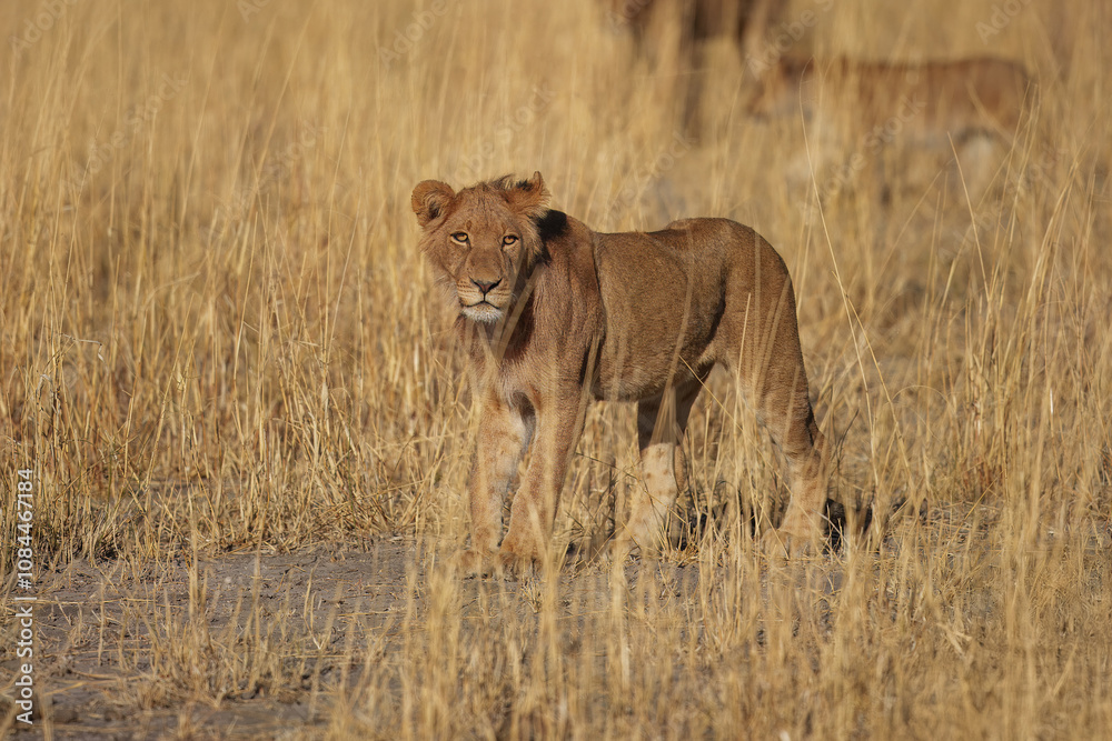Naklejka premium Lion female with babies spotted in savannah during safari, Safari in Africa. Big angry young lion Okavango delta, Botswana. African lion walking in the grass, with beautiful evening light. 