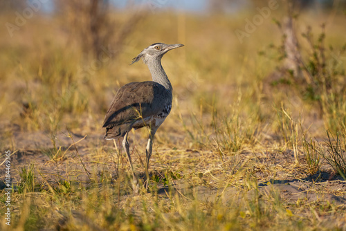 Fotografía Kori bustard (Ardeotis kori) walking in veld