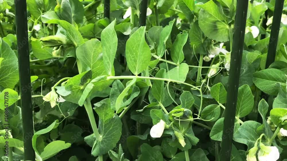 Peas ripen in the garden bed green background, zoom out Peas ripen in the garden bed green background, zoom out