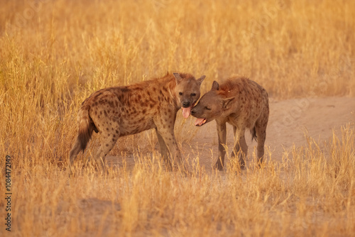Hyena, detail portrait. Spotted hyena, Crocuta crocuta, angry animal, beautiful evening sunset. Animal pup nature, Okavango delta, Botswana. 