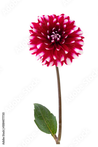 Pink dahlia flower isolated on transparent background.