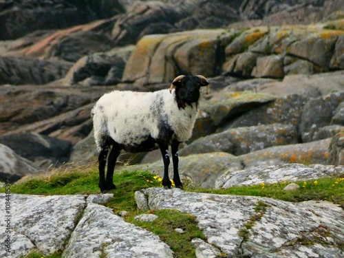 capra nera su collina