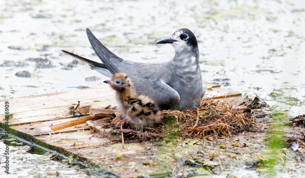 Fototapeta premium bird on the ground