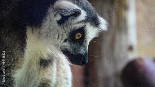 Close up head shot of a ring tailed lemur, endangered in the wild,  but as they breed so well in captivity there are lots in zoos. This lemur is one of many in Folly Farm zoo in Pembrokeshire Wales photo