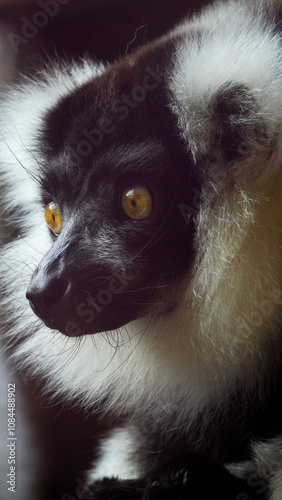 Folly Farm Zoo in Pembrokeshire Wales  is assisting with breeding programmes to protect the black and white ruffed lemur which is a critically endangered species from the Madagascan rainforest. photo