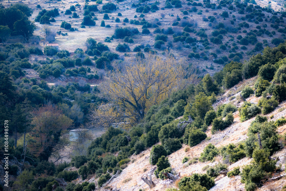 Beautiful landscape in the mountains with colorful trees . Beautiful landscape in the mountains with colorful trees .
