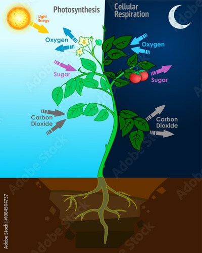 Plant photosynthesis, cellular respiration. Sunlight change chemical energy. Plant cycle life night, daytime. Splits water to liberate oxygen, and fixes carbon dioxide into sugar. Vector illustration