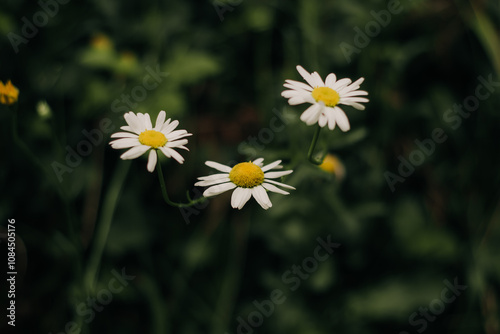 white daisies in a field