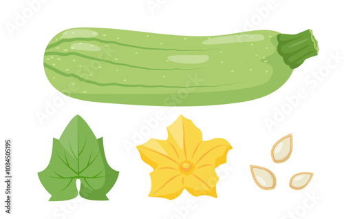 Zucchini vegetable. Whole squash fruit, leaf, flower and seeds. Farm zucchini plant icons. Organic garden vegetarian food. Vector illustration isolated on white background.