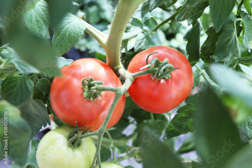 Tomato growing in organic farm. Ripe natural tomatoes growing on a branch in a greenhouse. 