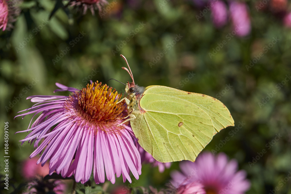 The buckthorn butterfly, or lemon butterfly (lat. Gonepteryx rhamni) collects nectar from flowers. The buckthorn butterfly, or lemon butterfly is a diurnal butterfly from the family of Pieridae. The buckthorn butterfly, or lemon butterfly (lat. Gonepteryx rhamni) collects nectar from flowers. The buckthorn butterfly, or lemon butterfly is a diurnal butterfly from the family of Pieridae.