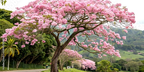 Stunning Portrait of a Pink Trumpet Tree in Full Bloom Capturing the Delicate Beauty of Nature's Springtime Colors and Textures in a Lush Green Environment