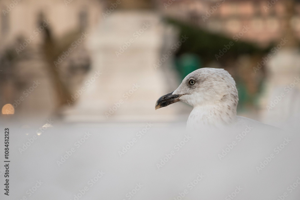 a sea gull in Rome observing the eternal city, sitting on the wall by the monument from Vittorio Emanuele a sea gull in Rome observing the eternal city, sitting on the wall by the monument from Vittorio Emanuele