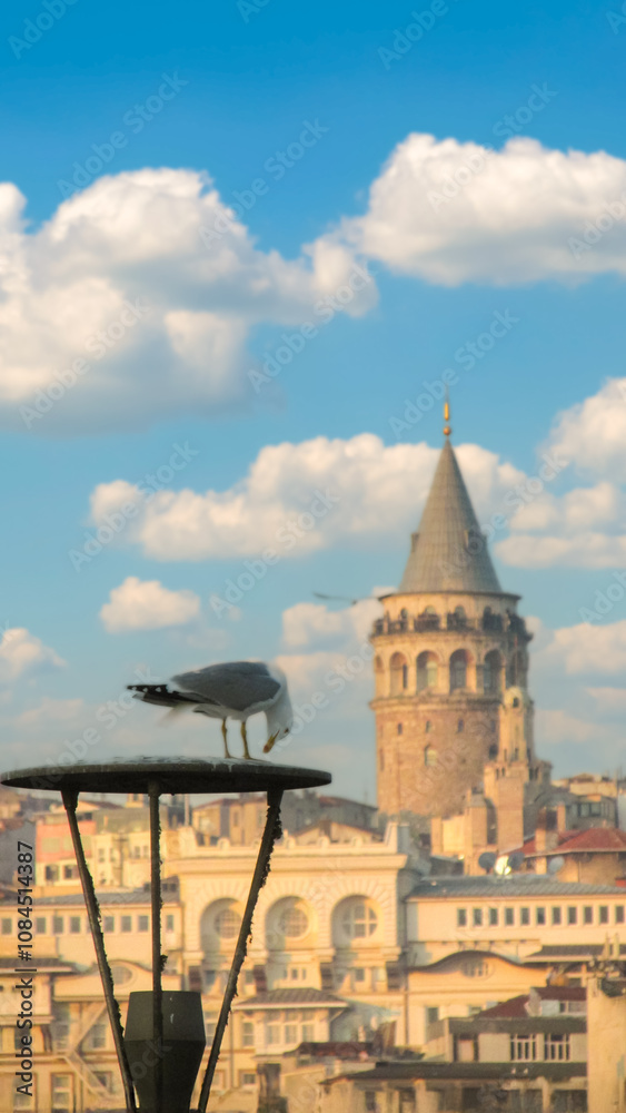 Fototapeta premium A seagull perched with Galata Tower and cityscape under blue skies in Istanbul.
