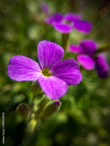 Macrophotography of Aubrieta flowers