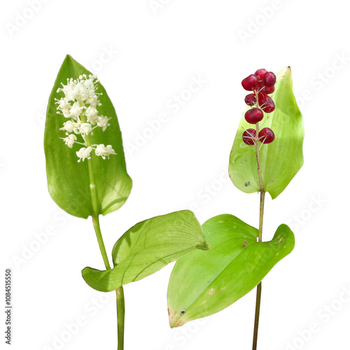 Maianthemum canadense | Canada Mayflower | Native North American Woodland Wildflower Isolated on White Background