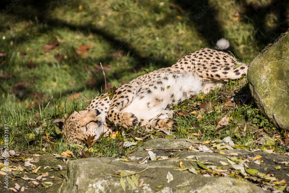 Obraz premium Gepard (Acinonyx jubatus) räkelt sich in der Sonne