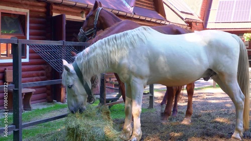 White and brown horses eat hay. Two horses are eating in the stable.