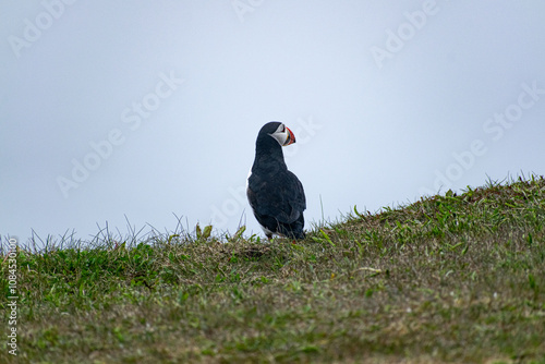 A zoomed-in photo of a puffin on the Bonavista Peninsula at the Elliston Puffin Viewing Point captures this charming seabird amidst the rugged coastal beauty of the region. photo