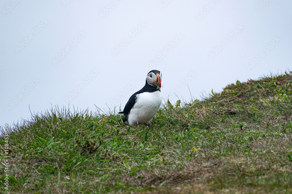 Fototapeta premium A puffin with vegetation in its mouth at the Bonavista Peninsula’s Elliston Puffin Viewing Point, showcasing its foraging behavior amid the scenic coastal landscape.