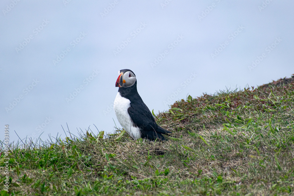 Fototapeta premium A puffin on watch at the Elliston Puffin Viewing Point, staying alert and vigilant in its coastal environment amidst the rugged beauty of the Bonavista Peninsula.