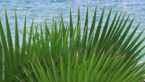 Washingtonia robusta, also known as the Mexican fan palm or skyduster leaves against blue ocean water, 4K photo