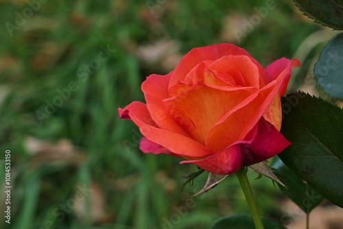 Red to orange coloured blossoming flower of rose hybrid Coral Dawn, growing in garden during late october autumn season, green lawn in background. 