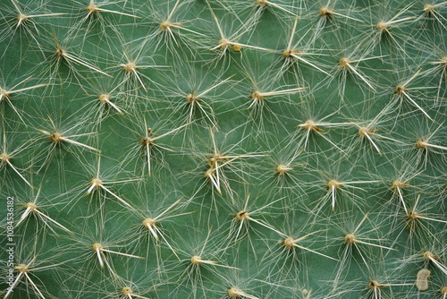 Tableau sur toile Wallpaper closeup of the spines of the green cactus Opuntia Ritteri, Mexico