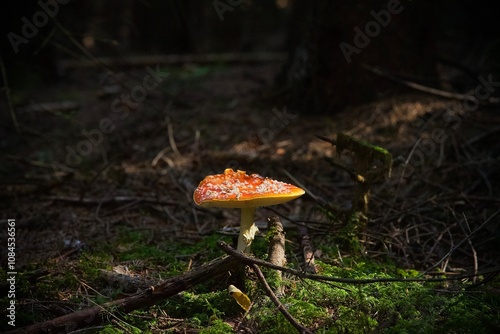 Fly agaric mushroom, Red mushroom  photo