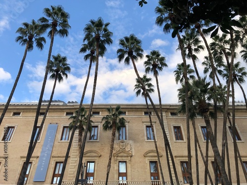 Trees near the Museum of Malaga, Malaga, Andalusia, Spain