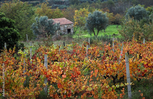 Lonely cottage in a midle of vines, photo