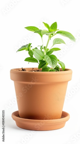 Minimalistic Houseplant on White